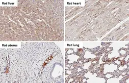 Anti-C1 inhibitor antibody [HL1197] used in IHC (Paraffin sections) (IHC-P). GTX636509