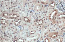 Anti-ITK antibody [HL1264] used in IHC (Paraffin sections) (IHC-P). GTX636666