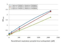 Anti-Respiratory Syncytial virus type A Nucleoprotein antibody [HL1297] used in ELISA (ELISA). GTX636711