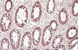 Anti-Mucin 4 antibody [HL1486] used in IHC (Paraffin sections) (IHC-P). GTX636960