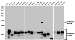 Anti-Wnt8a antibody [HL1648] used in Western Blot (WB). GTX637229