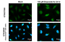 Anti-ATR (phospho Thr1989) antibody [HL1835] used in Immunocytochemistry/ Immunofluorescence (ICC/IF). GTX637560