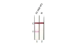 Anti-Enterovirus D68 VP1 antibody [HL1997] used in Lateral Flow (Lateral Flow). GTX637898