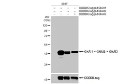 Anti-GNAI1 + GNAI2 + GNAI3 antibody [HL2093] used in Western Blot (WB). GTX638001