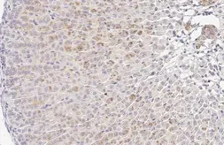 Anti-LGALS3BP antibody [HL2168] used in IHC (Paraffin sections) (IHC-P). GTX638146
