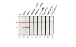 Anti-Respiratory Syncytial virus Nucleoprotein antibody [HL2182] used in Lateral Flow (Lateral Flow). GTX638186