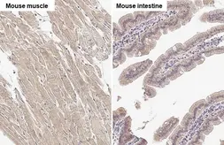 Anti-SPG7 antibody [HL2236] used in IHC (Paraffin sections) (IHC-P). GTX638281