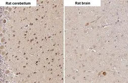 Anti-RNF31 antibody [HL2295] used in IHC (Paraffin sections) (IHC-P). GTX638350