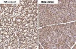 Anti-TLR3 antibody [HL2314] used in IHC (Paraffin sections) (IHC-P). GTX638477