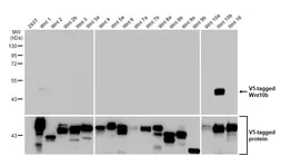 Anti-Wnt10b antibody [HL2370] used in Western Blot (WB). GTX638576