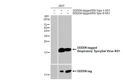 Anti-Respiratory Syncytial virus NS1 antibody [HL2383] used in Western Blot (WB). GTX638591