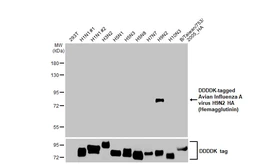 Anti-Avian Influenza A virus H9N2 HA (Hemagglutinin) antibody [HL2406] used in Western Blot (WB). GTX638623