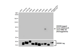 Anti-Avian Influenza A virus H9N2 HA (Hemagglutinin) antibody [HL2408] used in Western Blot (WB). GTX638625