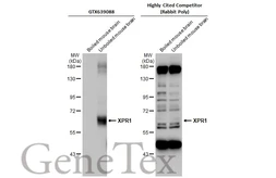 Anti-XPR1 antibody [HL2632] used in Western Blot (WB). GTX639088