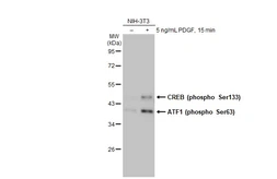 Anti-CREB (phospho Ser133) antibody [HL2776] used in Western Blot (WB). GTX639641