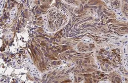 Anti-HRH1 antibody [HL2783] used in IHC (Paraffin sections) (IHC-P). GTX639651