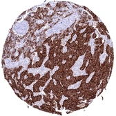 Anti-Insulin antibody [HMV308] HistoMAX&trade; used in IHC (Paraffin sections) (IHC-P). GTX639932