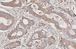 Anti-Somatostatin receptor 4 antibody [HL2933] used in IHC (Paraffin sections) (IHC-P). GTX640276