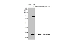 Anti-Mpox virus D8L antibody [HL2950] used in Western Blot (WB). GTX640335