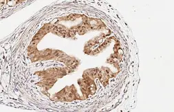 Anti-RGS2 antibody [HL2987] used in IHC (Paraffin sections) (IHC-P). GTX640397