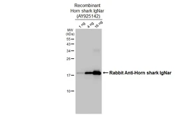 Rabbit Anti-Horn shark IgNar antibody [HL3138]. GTX640630
