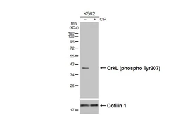 Anti-CrkL (phospho Tyr207) antibody [HL3176] used in Western Blot (WB). GTX640694