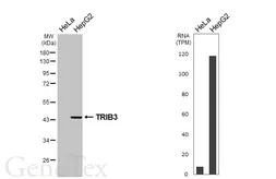 Anti-TRIB3 antibody [HL3241] used in Western Blot (WB). GTX640884