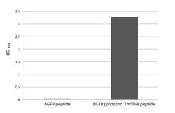 Anti-EGFR (phospho Thr669) antibody [HL3264] used in  (). GTX640911