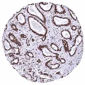 Anti-KAP1 antibody [HMV335] HistoMAX&trade; used in IHC (Paraffin sections) (IHC-P). GTX640915