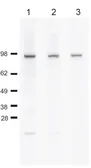 Anti-Cdc48 (S. cerevisiae) antibody used in Western Blot (WB). GTX64101