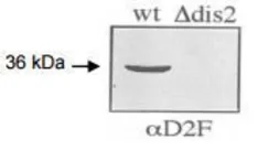 Anti-Dis2 (S. pombe) antibody used in Western Blot (WB). GTX64106