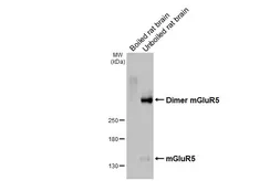 Anti-mGluR5 antibody [HL3433] used in Western Blot (WB). GTX641275