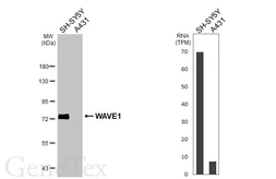 Anti-WAVE1 antibody [HL3445] used in Western Blot (WB). GTX641318