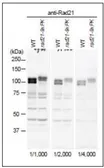 Anti-Rad21 (S. pombe) antibody used in Western Blot (WB). GTX64147