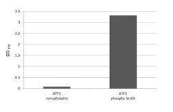 Anti-ATF1 (phospho Ser63) antibody [HL3581] used in  (). GTX641552