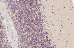 Anti-GPRC5C antibody [HL3595] used in IHC (Paraffin sections) (IHC-P). GTX641566