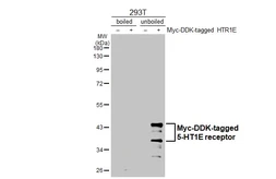 Anti-5-HT1E receptor antibody [HL3658] used in Western Blot (WB). GTX641649