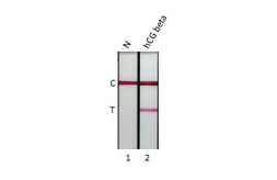 Anti-hCG beta antibody [GT76] used in Lateral Flow (Lateral Flow). GTX641721