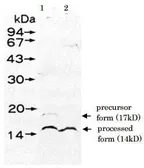Anti-UmuD antibody used in Western Blot (WB). GTX64186