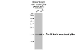 Rabbit Anti-Horn shark IgNar antibody [HL3690]. GTX641862