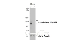 Anti-Integrin beta 1 / CD29 antibody [HL3716] used in Western Blot (WB). GTX641906