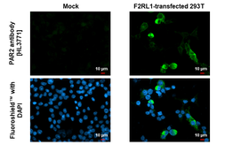 Anti-PAR2 antibody [HL3771] used in Immunocytochemistry/ Immunofluorescence (ICC/IF). GTX641970