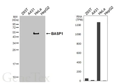 Anti-BASP1 antibody [HL3888] used in Western Blot (WB). GTX642129