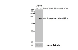 Anti-Powassan virus NS3 antibody [HL3969] used in Western Blot (WB). GTX642219
