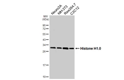 Anti-Histone H1.0 antibody [HL3982] used in Western Blot (WB). GTX642308