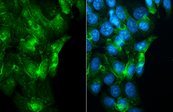 Anti-Adenosine A1 Receptor antibody [HL3987] used in Immunocytochemistry/ Immunofluorescence (ICC/IF). GTX642313