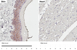 Anti-PVRL4 antibody [HL3999] used in IHC (Paraffin sections) (IHC-P). GTX642330