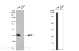 Anti-MLC1 antibody [HL4013] used in Western Blot (WB). GTX642344