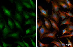 Anti-SLBP antibody [HL4074] used in Immunocytochemistry/ Immunofluorescence (ICC/IF). GTX642513