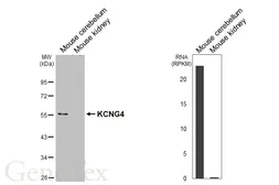 Anti-KCNG4 antibody [HL4218] used in Western Blot (WB). GTX643040